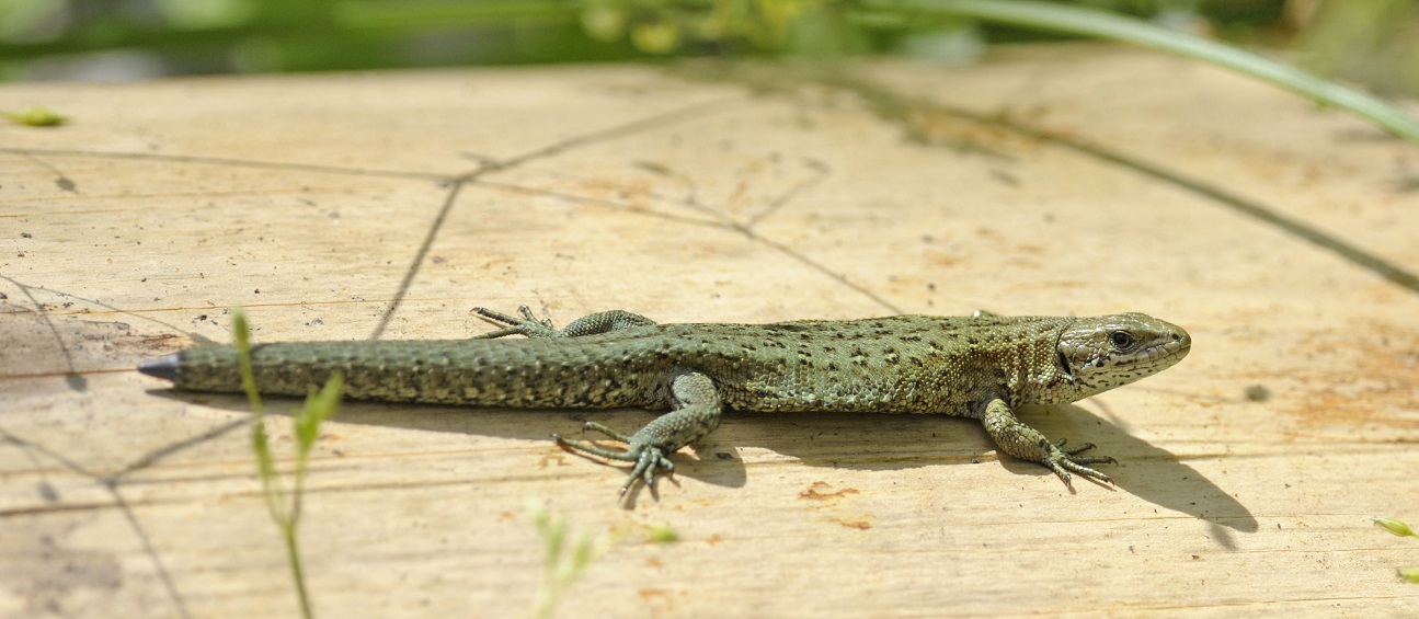 Zootoca vivipara